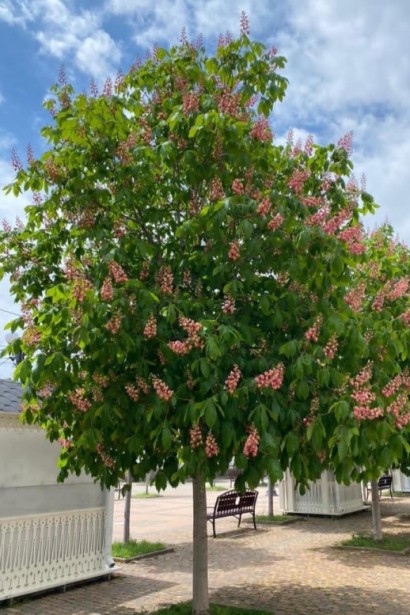 Каштан Briotii